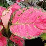 Aglaonema commutatum Folha