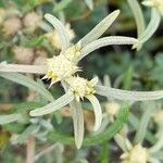 Alternanthera nodifera Λουλούδι