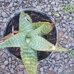 Aloe zebrina 葉