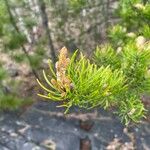 Pinus banksiana Flower
