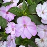 Impatiens hawkeri Квітка