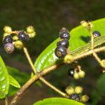 Miconia ibaguensis List