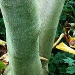 Alangium platanifolium Corteza