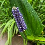 Pontederia cordata Fula
