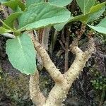 Cyphostemma currorii Vivejo