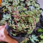 Crassula expansa ഇല