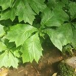 Rodgersia podophylla Листок