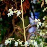 Heuchera sanguinea Цветок