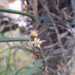 Tridactyle filifolia Flower