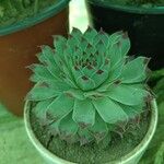 Sempervivum calcareum Лист