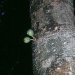 Pradosia ptychandra Bark