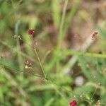 Boerhavia coccinea Other