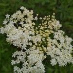 Sambucus nigraFlower