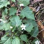 Solanum nigrumFlower