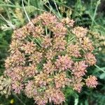 Oenanthe crocata Floare