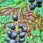 Actaea spicata Fruit