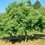 Malus domestica Habitus