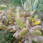 Opuntia elata List