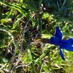 Gentiana sierrae Leaf