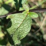 Pentanema squarrosum Leaf