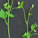 Fleischmannia microstemon その他の提案