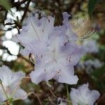 Rhododendron augustinii Flor