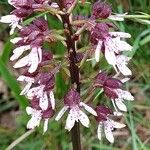 Orchis purpureaBlomst