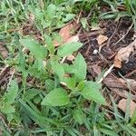 Physalis viscosa Blatt