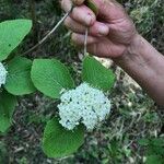 Viburnum lantanaЦветок