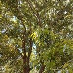 Calophyllum caledonicum موطن