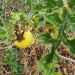 Solanum dimidiatum Fruit