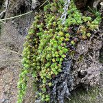 Alchemilla holosericea Hàbitat