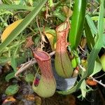 Nepenthes mirabilis Цвят