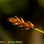 Carex dioica फल