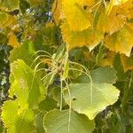 Populus deltoides Blatt