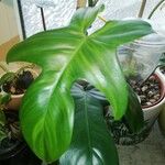 Philodendron bipennifolium Folha
