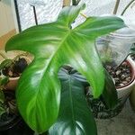 Philodendron bipennifolium Leht