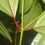 Miconia lateriflora Feuille