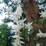 Dendrobium crumenatum Flower