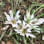 Androcymbium gramineum 花