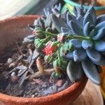 Pachyphytum bracteosum ফুল