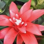 Guzmania lingulata Cvet