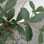 Rauvolfia tetraphylla পাতা