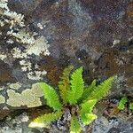 Dryopteris fragrans Levél