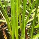 Sparganium americanum Leaf