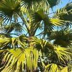 Washingtonia robusta Облик