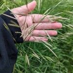 Bromus arvensis Blad