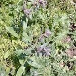 Nonea vesicaria Hoja