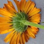 Calendula stellata Blomst