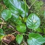 Viola reichenbachiana Leaf